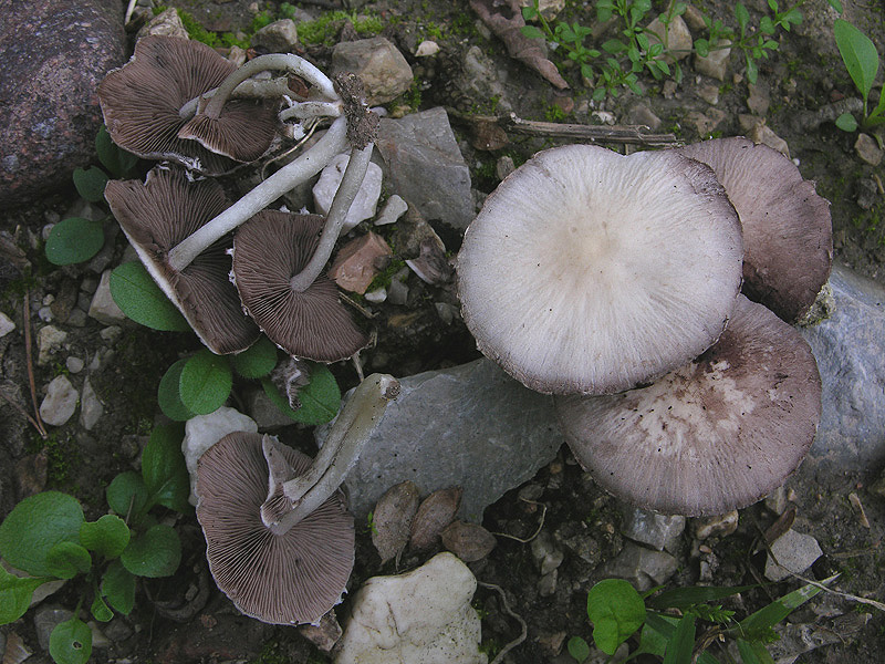 fungo autunnale